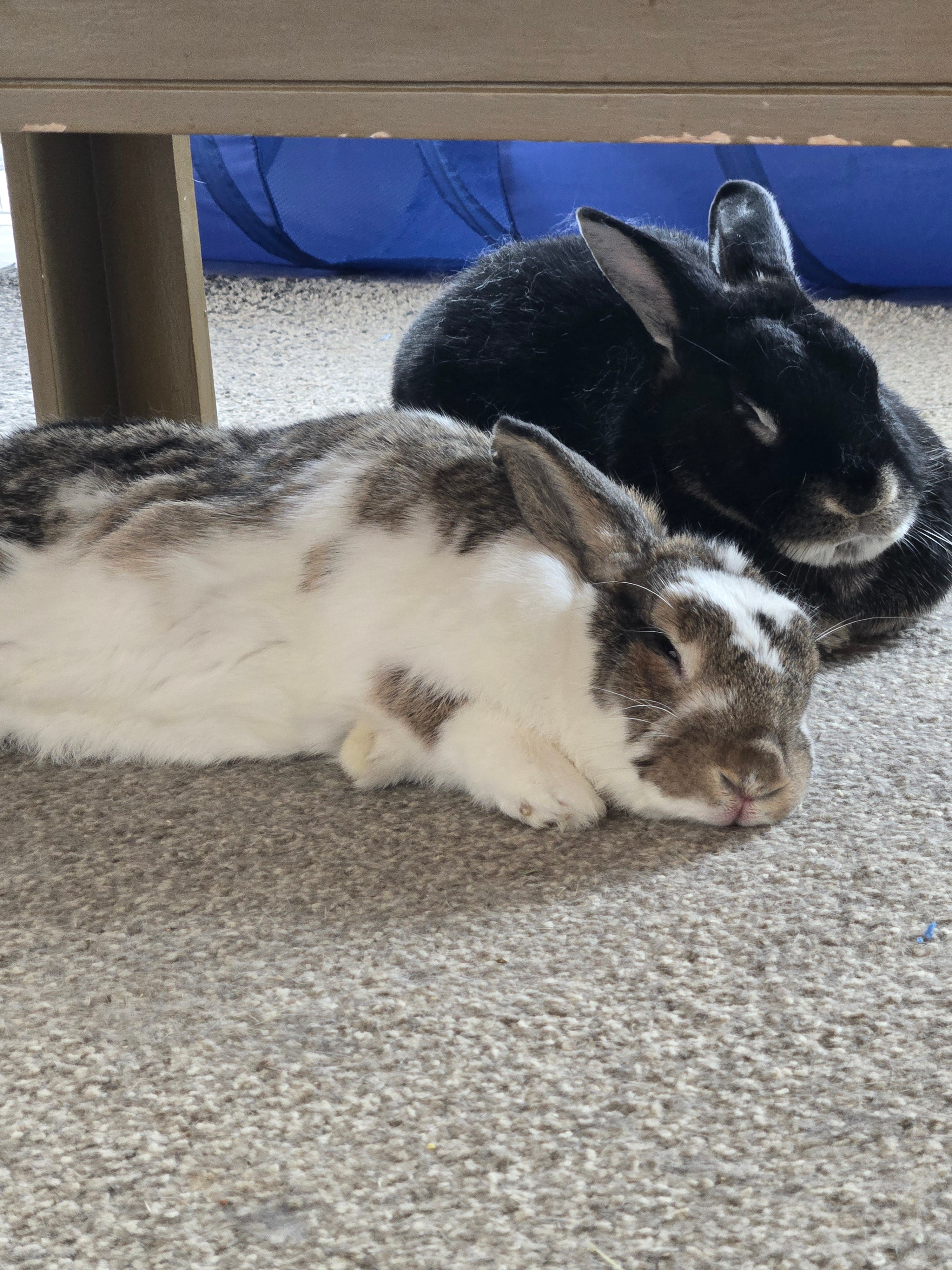 The Ultimate Guide to Rabbit Enrichment: How to Keep Your Bunny Happy, Healthy, and Never Bored