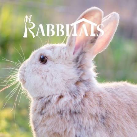 We Donated to Rabbitats — Here's How It Went