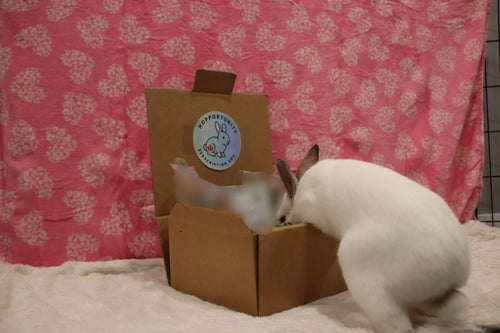 Hopportunity Box Hopportunity Subscription Box